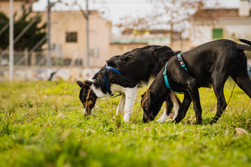 Mallorcan shepherd and tricolor border collie grazing on the green grass of a park.