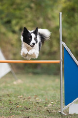 border collie en agility