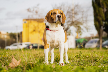 close-up of tricolor beagle with long ears posing in front of the camera in a dog park looking at...