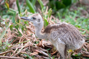 Greater rhea