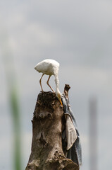 Mozambican Birds