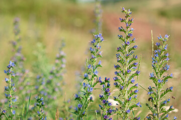 Beautiful wildflowers on a green meadow. Warm summer day.