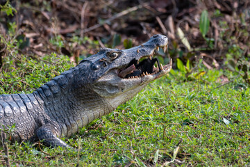 caiman