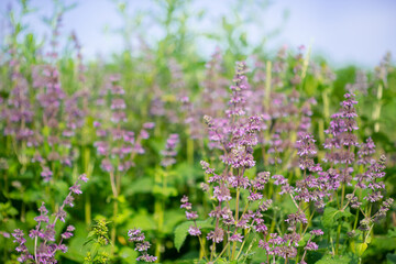 Obraz premium Beautiful wildflowers on a green meadow. Warm summer day.