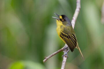 Teque-teque (Todirostrum poliocephalum) cantando