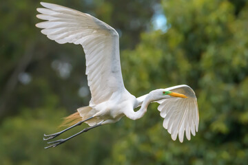 Garça-branca-grande (Ardea alba) voando