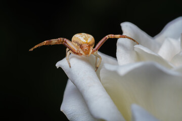 Aranha na flor da rosa branca