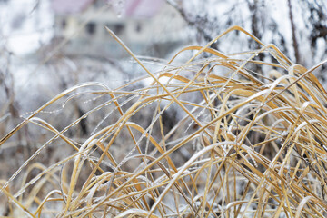 Fototapeta premium Freezing rain on the dry grass outside, winter concept