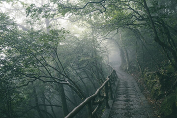 Woods covered in fog on Wugong Mountain in Jiangxi, China