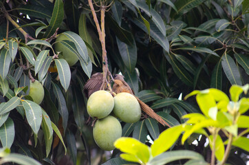 Mozambican Birds