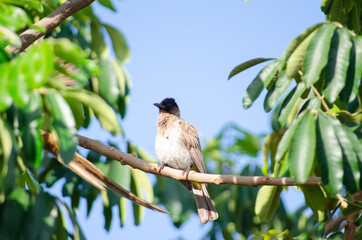 Mozambican Birds