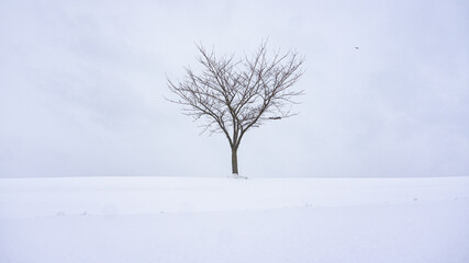 Fototapeta na wymiar Solitary Tree In the Snow