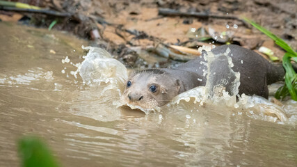 Giant otter