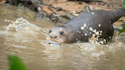 Giant otter