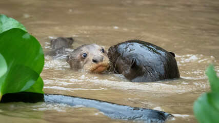 Giant otter
