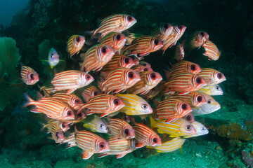 School of Squirrelfish (Sargocentron sp.) on a tropical coral reef