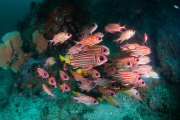 School of Squirrelfish (Sargocentron sp.) on a tropical coral reef