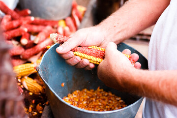 mens hands clean an ear of corn for feeding birds