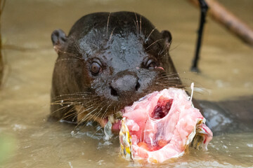 Giant otter