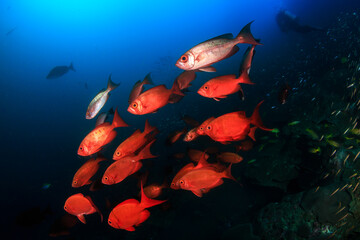 Fototapeta na wymiar Schooling Bigeye Fish at Ko Bon island