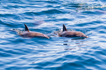 Friendly pod of Common Dolphins on the surface of a tropical ocean