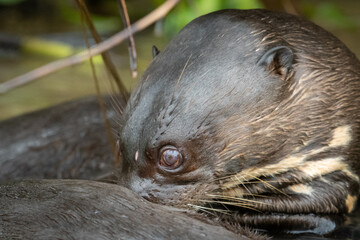 Giant otter