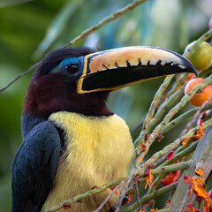 Toucan