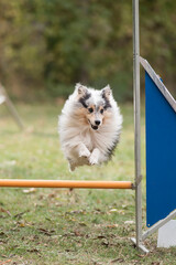 berger des shetland en agility
