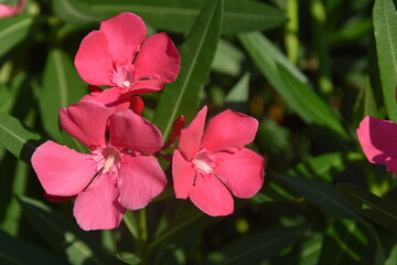 Oleander, kwiaty