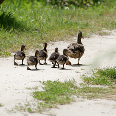 Canne et ses petits