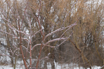 Freezing rain on a young fruit tree, damage agriculture concept