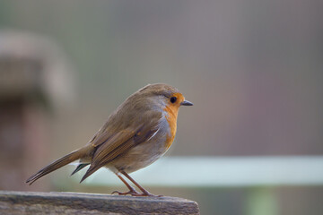 close up of a robin redbreast in fine detail