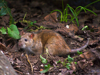 Ratte im Garten