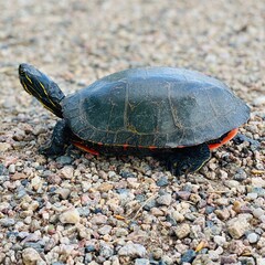 Painted Turtle