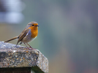 close up of a robin redbreast in fine detail