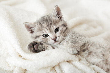 Cute tabby kitten portrait with paw sleeping on white soft blanket. Cat rest napping on bed. Comfortable pet sleeping in cozy home.