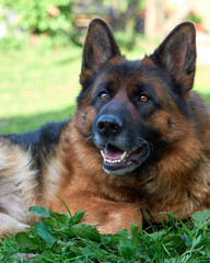A closeup shot of a big fluffy German shepherd dog