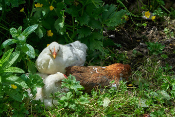 Chickens roaming freely in a farmyard