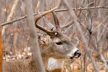 Cautious Whitetail Deer buck keeps an eye out for does during the rutting season in the Grasslands region of Alberta