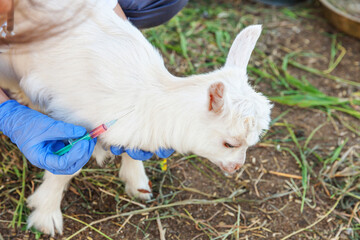 Naklejka na ściany i meble Young veterinarian woman with syringe holding and injecting goat kid on ranch background. Young goatling with vet hands vaccination in natural eco farm. Animal care and ecological farming concept