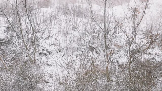 Snow blizzard in the forest, wet snow, natural snowflakes, footage of the winter cold.