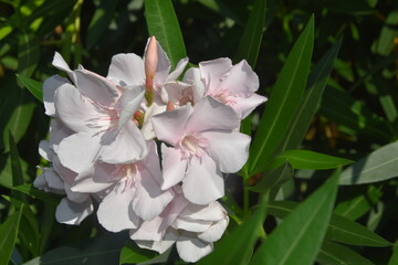 Obraz na płótnie Canvas Oleander, kwiaty