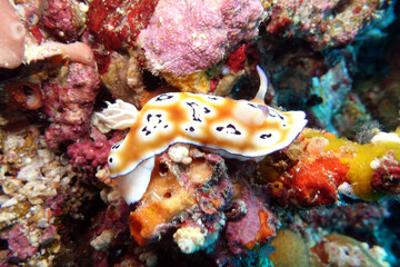 Prachtsternschnecke Goniobranchus leopardus