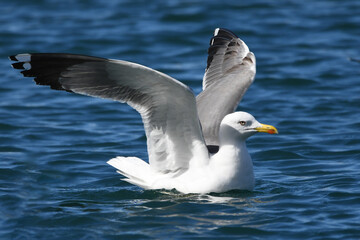 GAVIOTA