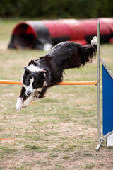 border collie en agility