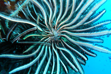 Federstern oder Seelilie am Korallenriff