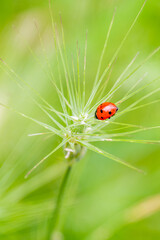 red ladybug on spikes with out-of-focus green background