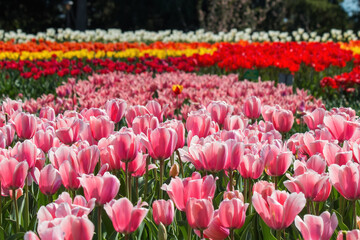 Beautiful pink tulips bloom in the garden on a sunny spring day. Glades pink tulips. Spring background.
