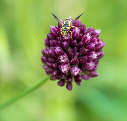 bee pollinating beautiful violet flower with green out-of-focus background