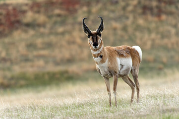 Pronghorn antelope (Antilocapra americana) on the prairie   Custer State Park   South Dakota © Tom